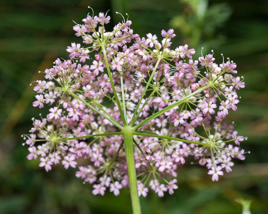 Pimpinella major / Pimpinella maggiore